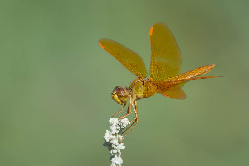 mexican amberwing